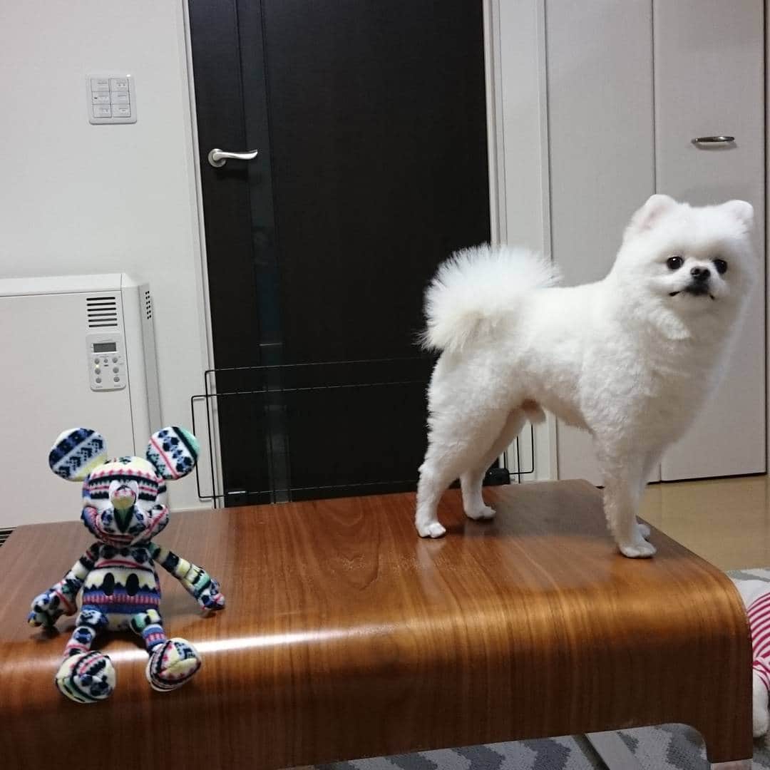 ニコちゃんのインスタグラム