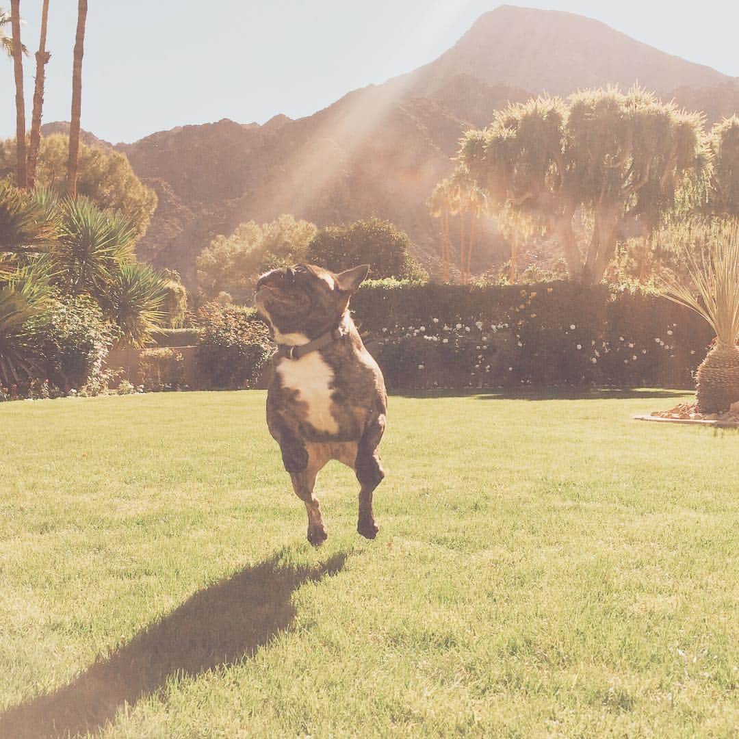 のインスタグラム：「Jump for Friday's! #flyingnugget #tgif #unlikelyfriends」