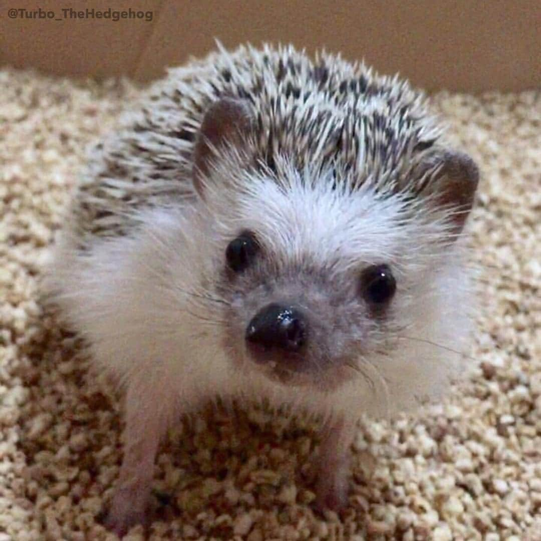 ターボのインスタグラム：「Dec. 5 2015 "Hi everyone! How is everyone doing? Mommy is so busy lately with life and graduate school so she haven't had much chances to take pictures of me. Hope you all didn't forget about me! Have a nice day!" #turbo_thehedgehog」