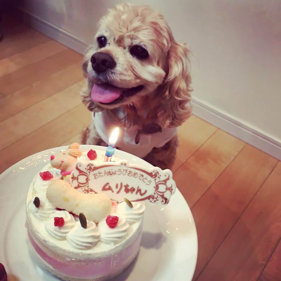笛木優子のインスタグラム：「うちの犬、12歳になりました！🎀💖✨💝😘🎂🐶 じゃっかん、洋服がコルセットみたいになってますが、ちゃんとした洋服です（笑）どうぞよろしく😋  みなさん良い日曜日を💖😊👍🏻 #アメリカンコッカースパニエル#アメコ」