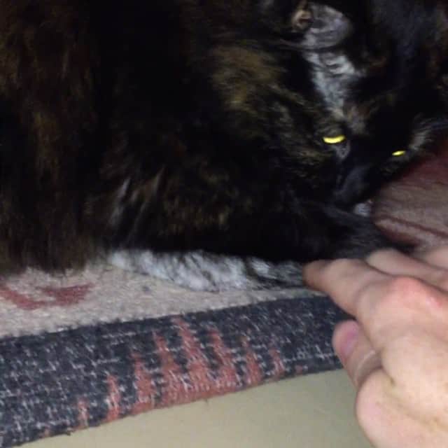 Mr. Smooshのインスタグラム：「Soft furniture  #Smoosh」