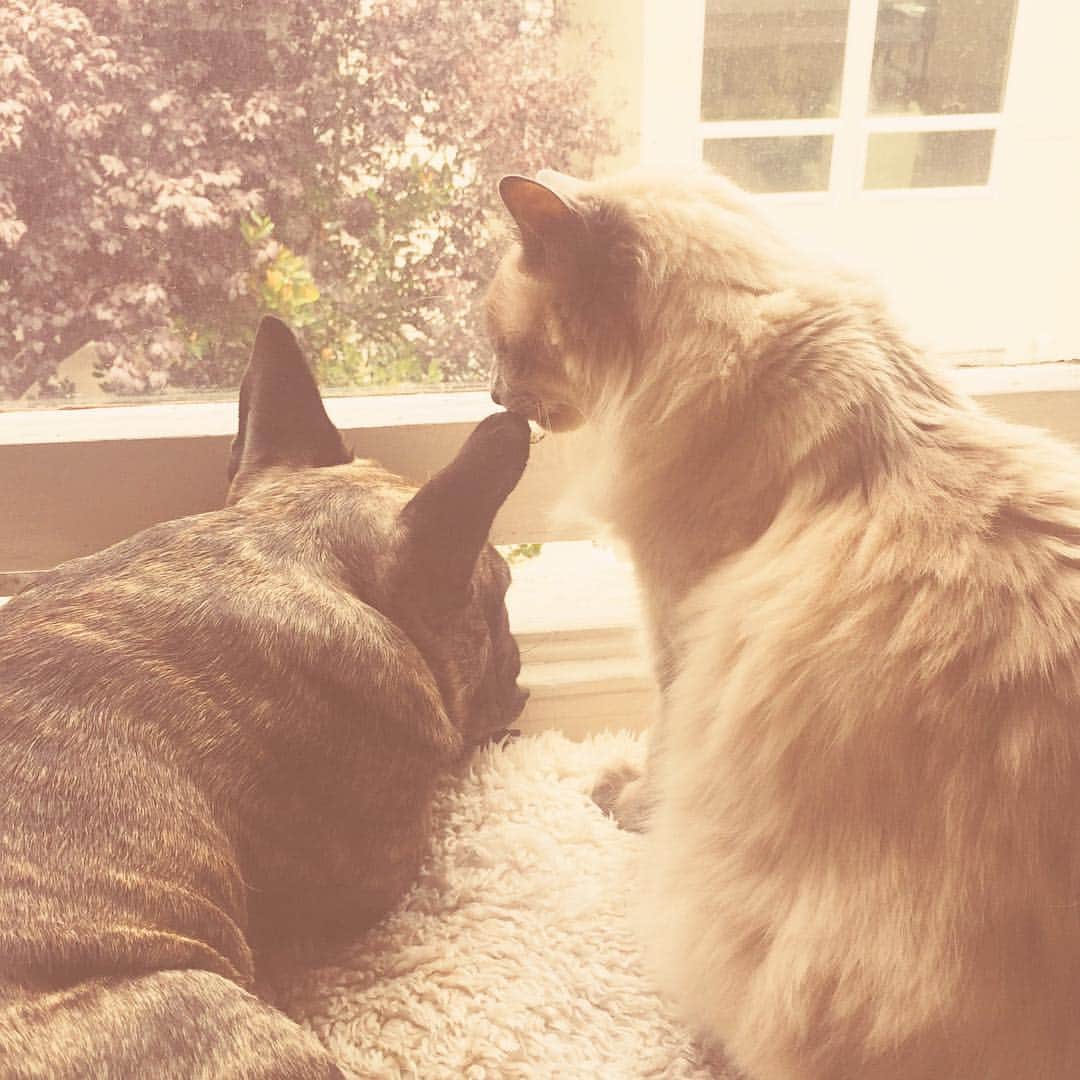 のインスタグラム：「Hump day kisses #unlikelyfriends」