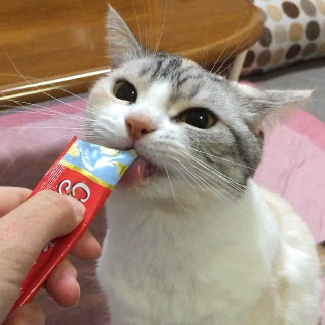 Natsukiのインスタグラム：「ちゃおちゅーる大好き♡  これ、またたびでも入ってるのか、というくらい好きです(笑)」