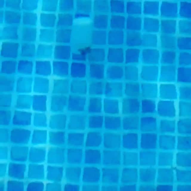 Shohei Kambaのグルメインスタ