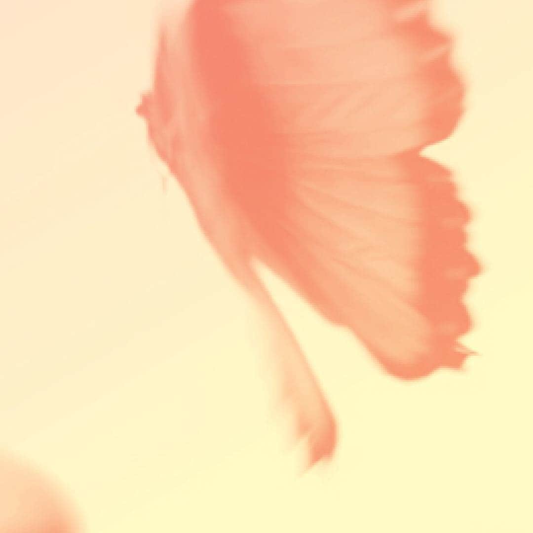 BTSさんのインスタグラム写真 - (BTSInstagram)「🌸 #butterfly #방탄소년단  #화양연화pt2 #BTS」11月21日 19時20分 - bts.bighitofficial