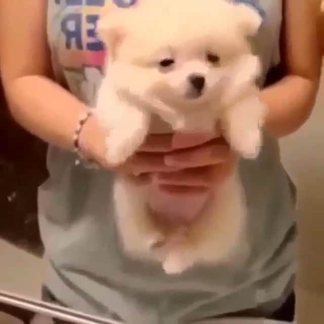 生野優子のインスタグラム：「Too cute to handle😨🐶💭🏊」