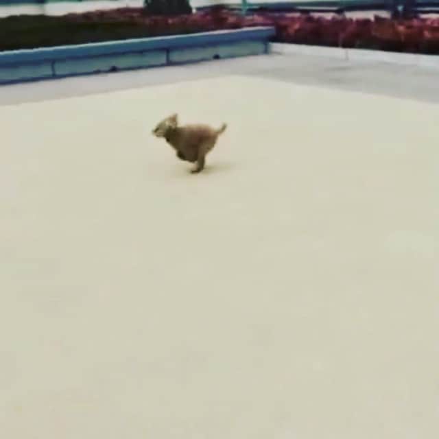石丸奈菜美のインスタグラム：「#生垣に消える犬」