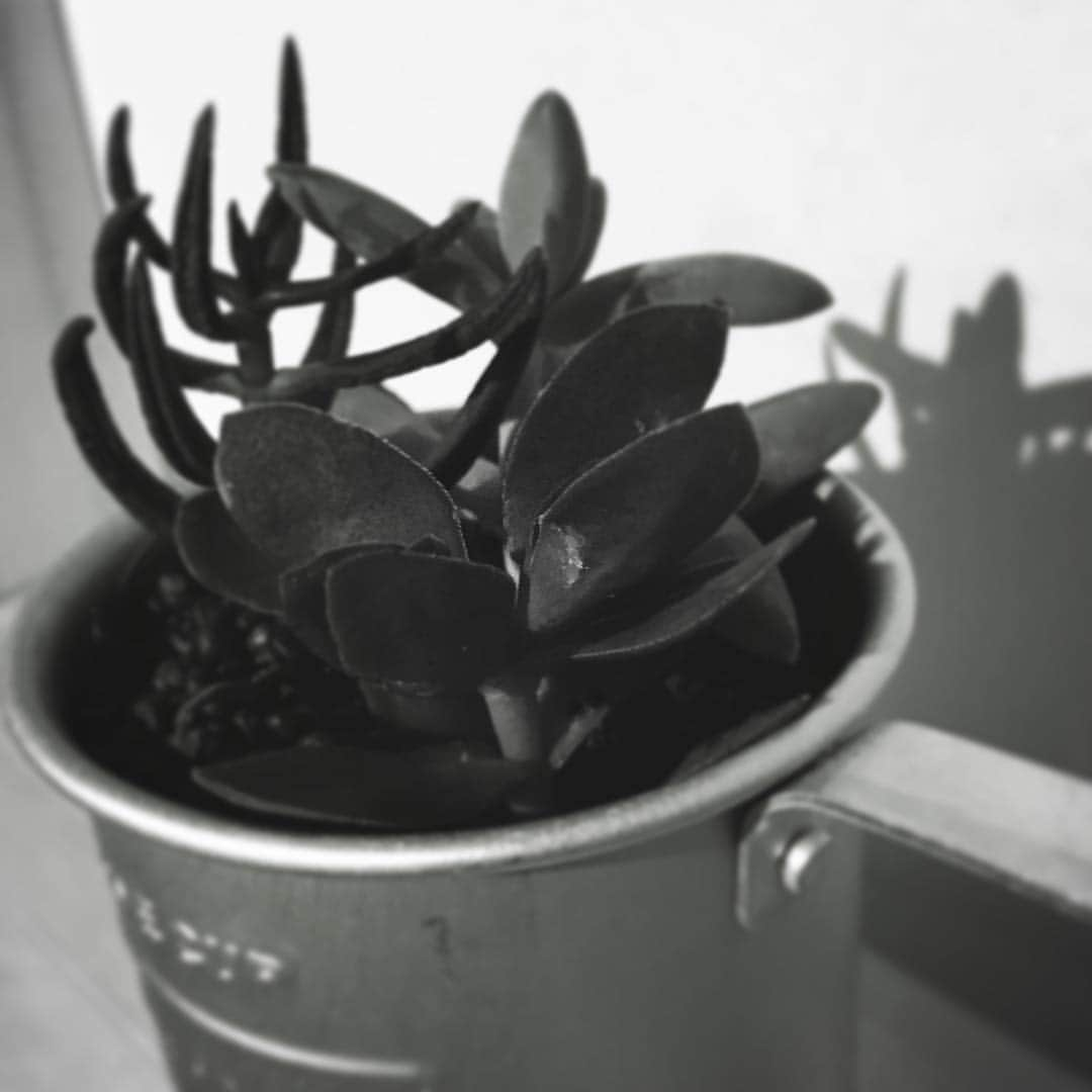 Eaze Inc.のインスタグラム：「#plant #nature #leaf #monochrome #monochromatic #eaze」