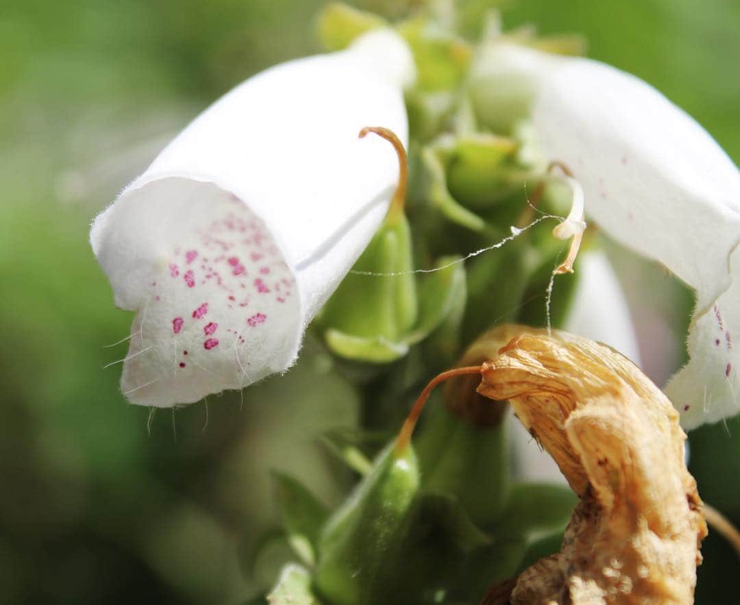 Ella Freyaのインスタグラム：「I took a picture :0 #flower #photography」