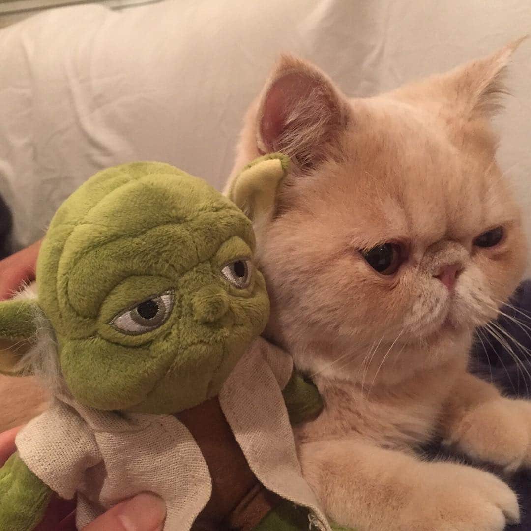 マッシュさんのインスタグラム写真 マッシュinstagram 今夜は師匠との共演 ヨーダとマッシューダです 師匠のフォースが強すぎて押され気味です マッシューダってムシューダみたいやな このヨーダ似てへんやん Mash1126a Starwars スターウォーズ ヨーダ