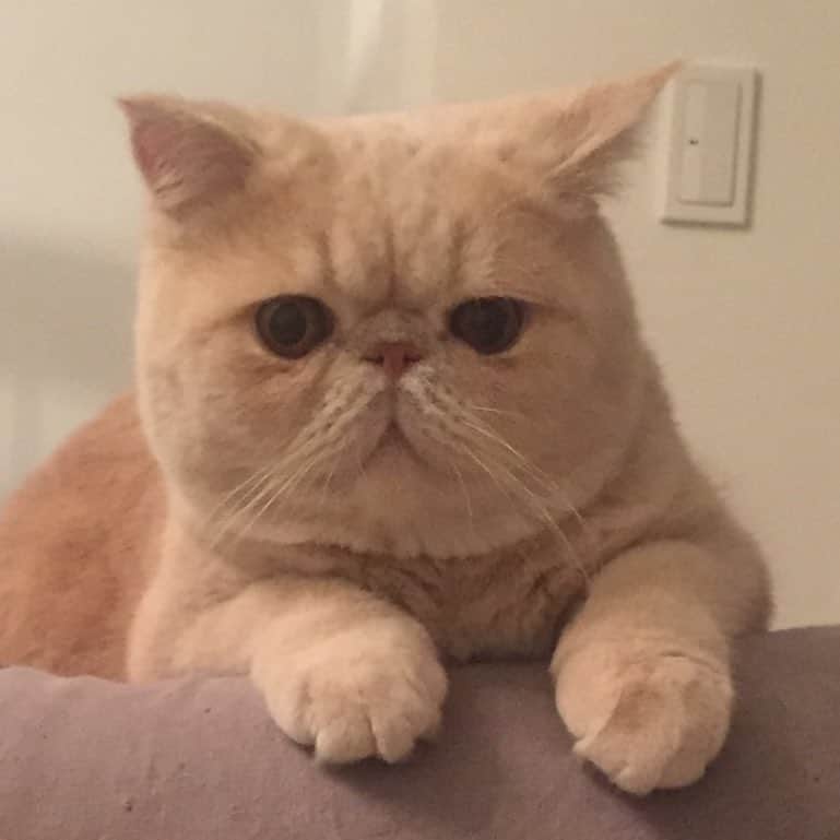 マッシュさんのインスタグラム写真 マッシュinstagram 撮影から帰って来た Tamalin727さんが 今日もちくわがいい演技だった って 僕だって出来るんだ ちくわ写真集 表紙のポーズだよ 座ってるだけやん クリームパン揃えなあかん ちくわ オトナ女子