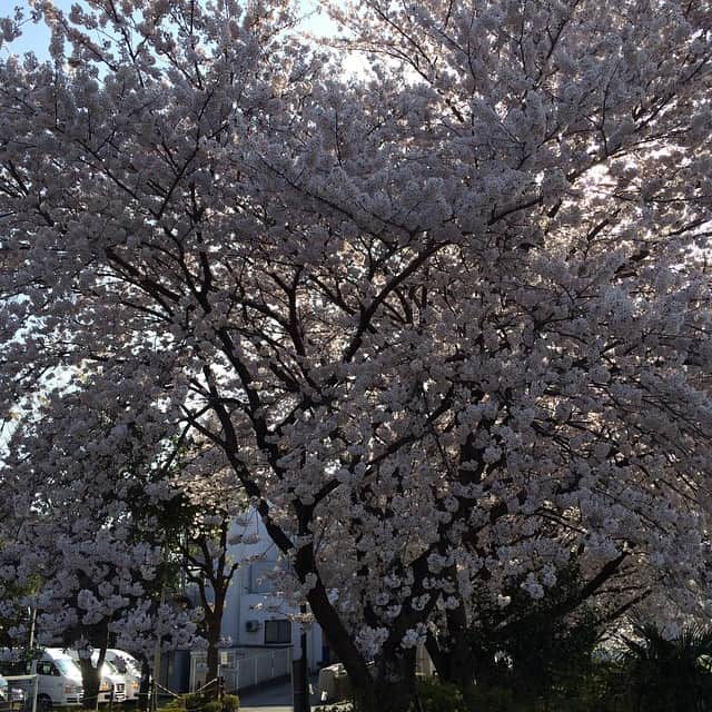 大竹壱青さんのインスタグラム写真 - (大竹壱青Instagram)「今年も日本の桜は綺麗です🌸 #桜#日本の春#花見と言ったら桜#入学式と言ったら桜#卒業式にも桜#新年度#桜もいいけど梅もね#日本の春は桜」4月2日 23時09分 - issei_gohanpa9pa9