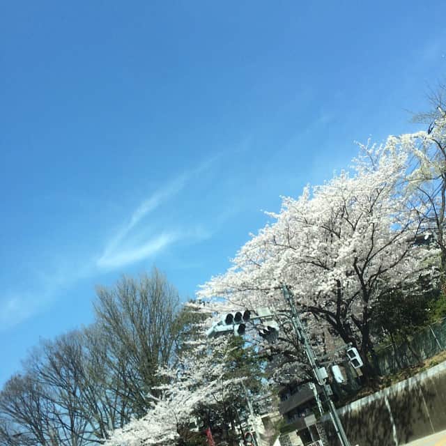 笛木優子のインスタグラム：「空も🌸キレイ😊✨みなさんのお花見オススメスポット教えて下さい☀️🌸」