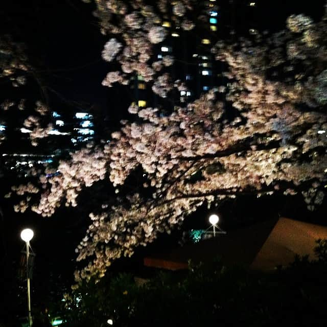 稲葉剛のインスタグラム：「外濠沿いの桜も満開。もやい定例相談の帰り道です。」