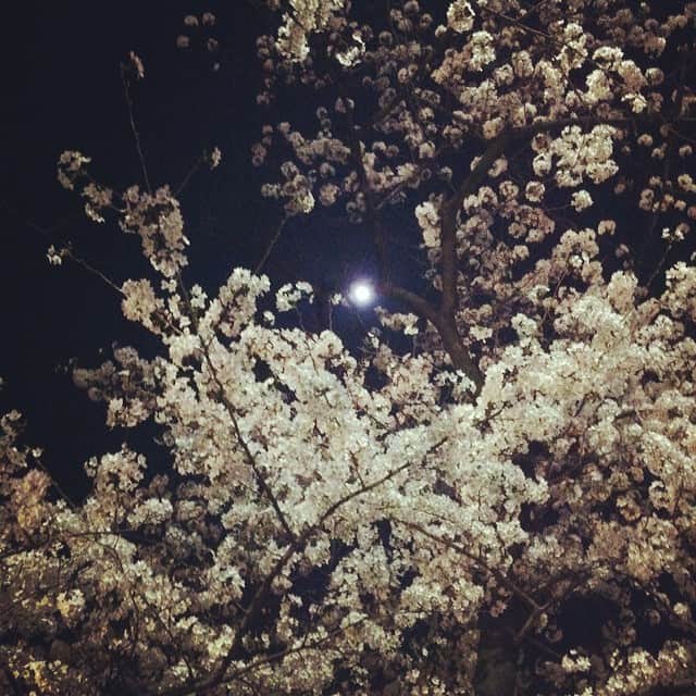稲葉剛さんのインスタグラム写真 - (稲葉剛Instagram)「花の隙間に顔を出す月。」3月31日 21時26分 - inabatsuyoshi