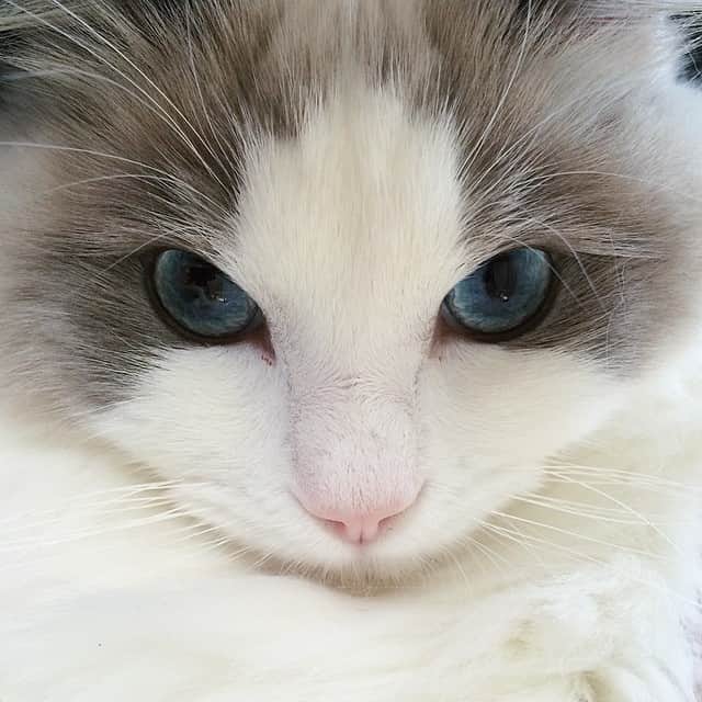 ポテトのインスタグラム：「自撮りポテち😼📱✨なぜかインカメにはパンチを繰り出します👊💨 #ragdoll #ragdollcat #ragdollsofinstagram #ragdollkitten #kitty #kitten #instaragdoll #instacat #instagramcats #catsofinstagram #catlove #adorable #aww #pet #cat #neko #ラグドール #猫 #ネコ #ねこ #ねこ部 #子猫」