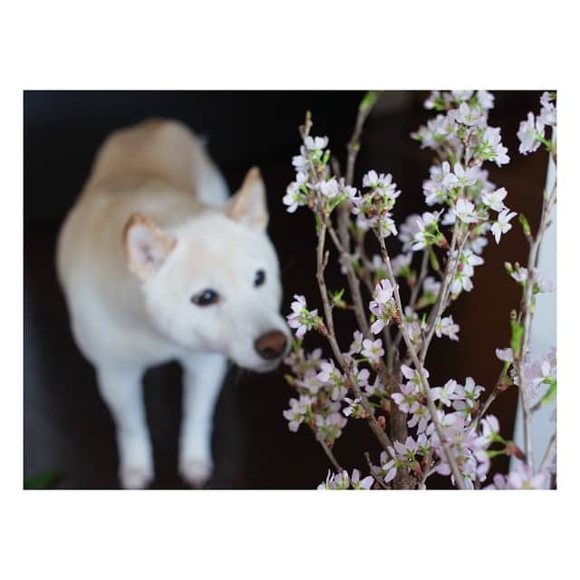 高垣麗子さんのインスタグラム写真 - (高垣麗子Instagram)「#お花 #Flower #love #happy #柴犬 #sakura #桜 #さくら」4月1日 6時56分 - reikotakagaki