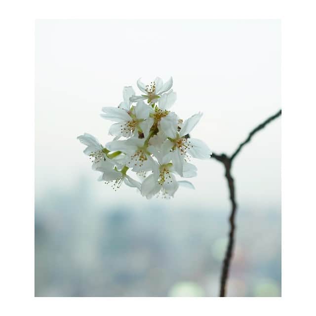 高垣麗子さんのインスタグラム写真 - (高垣麗子Instagram)「#お花 #Flower #love #happy #桜 #さくら」4月1日 6時47分 - reikotakagaki