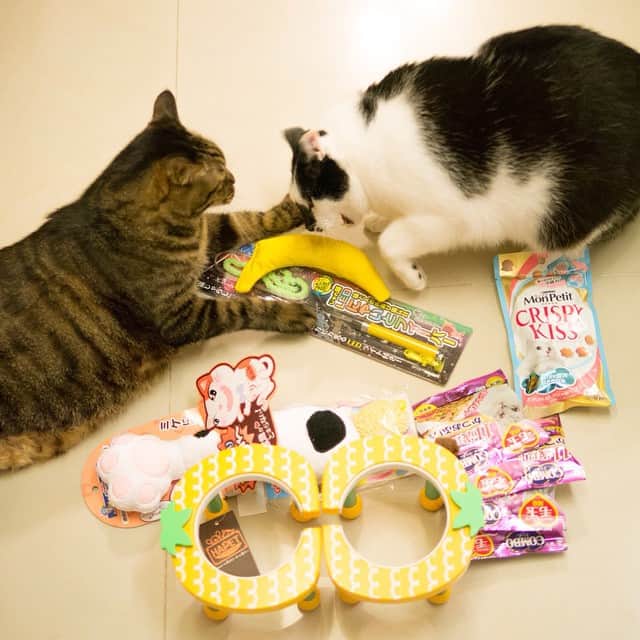 amiuさんのインスタグラム写真 - (amiuInstagram)「為了生日禮物大打出手的朵皮😄 Dopi fought for their birthday gifts!#Pika #Domi」4月1日 23時49分 - amiu_cat