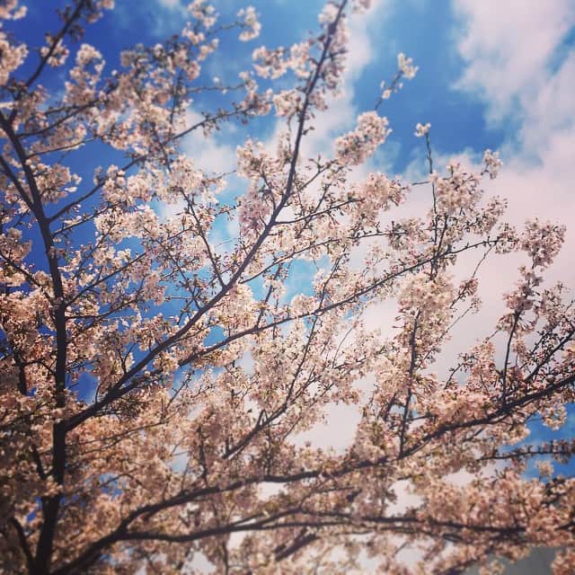 Tomoyaさんのインスタグラム写真 - (TomoyaInstagram)「最近あったかくて幸せだ！ 見れてよかったー( *｀ω´) #満開 #桜」4月2日 11時20分 - tomo_10969