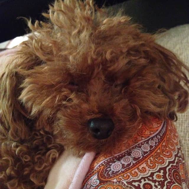 田中ハルのインスタグラム：「顔っ！#田中ハル#toypoodle#dog#トイプードル#犬」