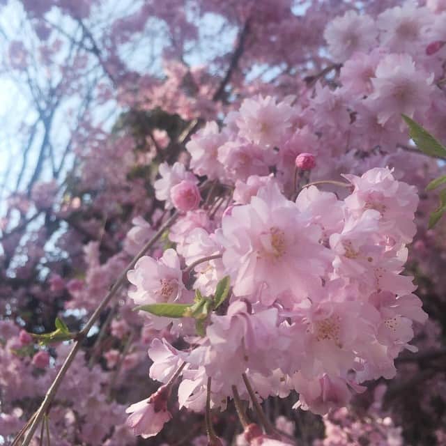 西山真以さんのインスタグラム写真 - (西山真以Instagram)「🌸🌸🌸🌸🌸 #spring #flower #japan」4月2日 16時17分 - mai0830