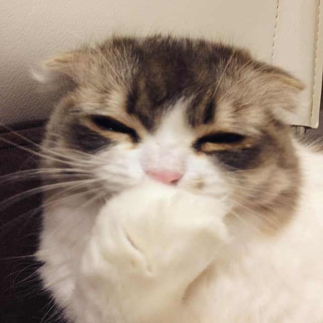 こま♔そらさんのインスタグラム写真 - (こま♔そらInstagram)「そら🐾 うふふふふふー 笑うねこ Ufufufufufu  cat smile #スコティッシュフォールド#scottishfold#komasora#koma_sora#sora#cute#cat#こまそら#そら#猫#ねこ部#ねこ#catstagram #catofinstagram #catsofinstagram #笑う猫 #笑うねこ #catsmile#catlover #catslover」3月9日 20時29分 - koma_sora