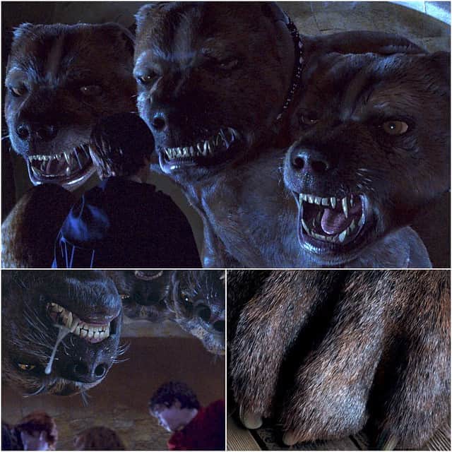 ハリー ポッターさんのインスタグラム写真 ハリー ポッターinstagram Although Fluffy Was Primarily A Cg Animation Huge Paws Were Created For The Actors To Work With In Close Ups Unfortunately Fluffy S Drool Was Also A Practical Effect Done