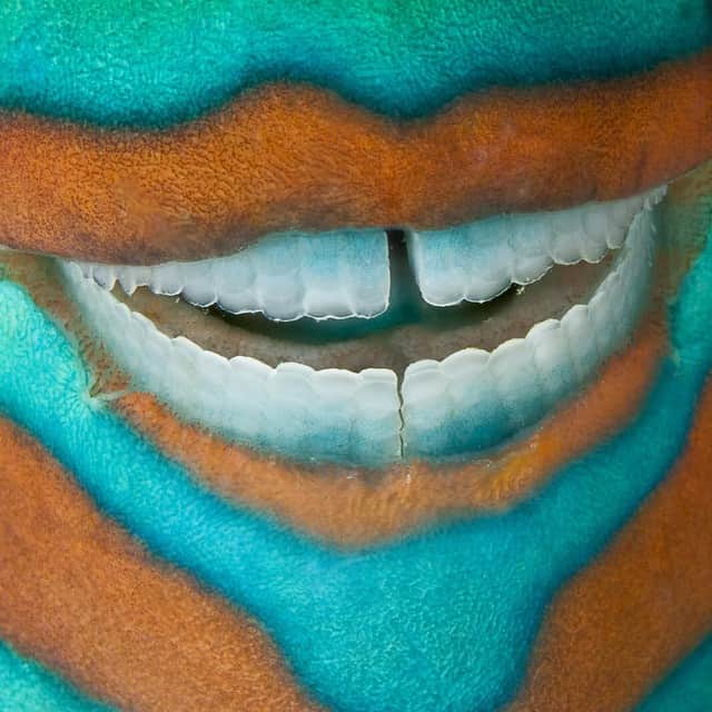 thephotosocietyさんのインスタグラム写真 - (thephotosocietyInstagram)「Photo by @DavidDoubilet  A  sleeping #parrotfish looks like #JackNicholson #joker . This parrotfish nestled under a coral bommie at #HeronIsland for protection from predators during the long nights on the #GreatBarrierReef. Parrotfish use their teeth to grind coral that produces sand as a waste product. Parrotfish with perfect white teeth are rare. These fish are vulnerable at night and we try not to spook them from their den. With @natgeo @ngcreative @seacam @NikonCamera #bestdive #gotoedgekeepgoing #Australia #funny #teeth #dentist #WorldHeritageSite」3月14日 5時58分 - thephotosociety