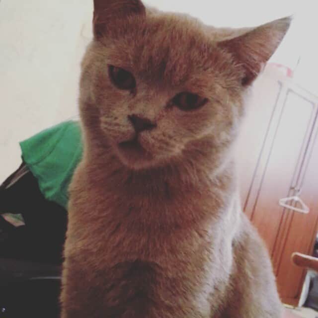のインスタグラム：「Good morning human. Wake up and feed me please 😼🍴」