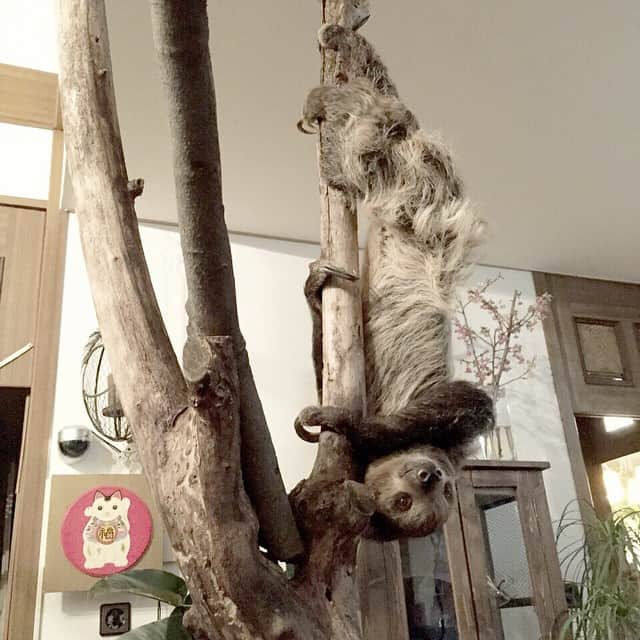 森泉さんのインスタグラム写真 - (森泉Instagram)「Pole dancer ⭐︎ #sloth」3月16日 14時17分 - izumi.mori
