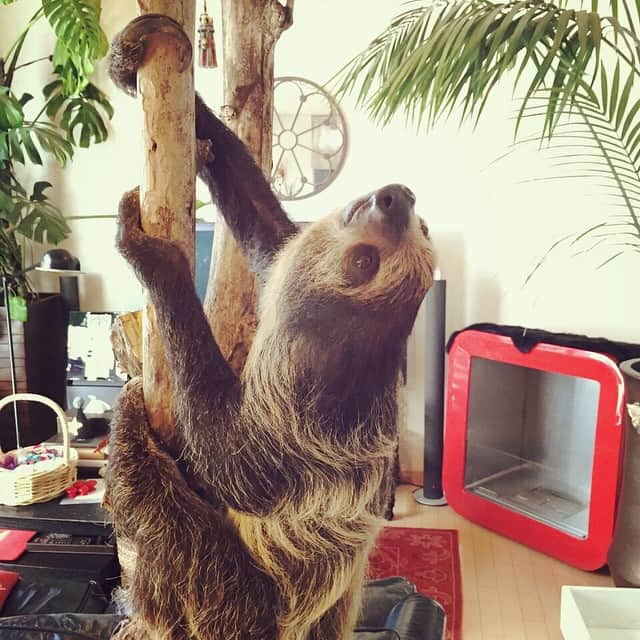森泉さんのインスタグラム写真 - (森泉Instagram)「my sloth MOGU is the best pole dancer everrr〜☆ #sloth」3月16日 14時15分 - izumi.mori