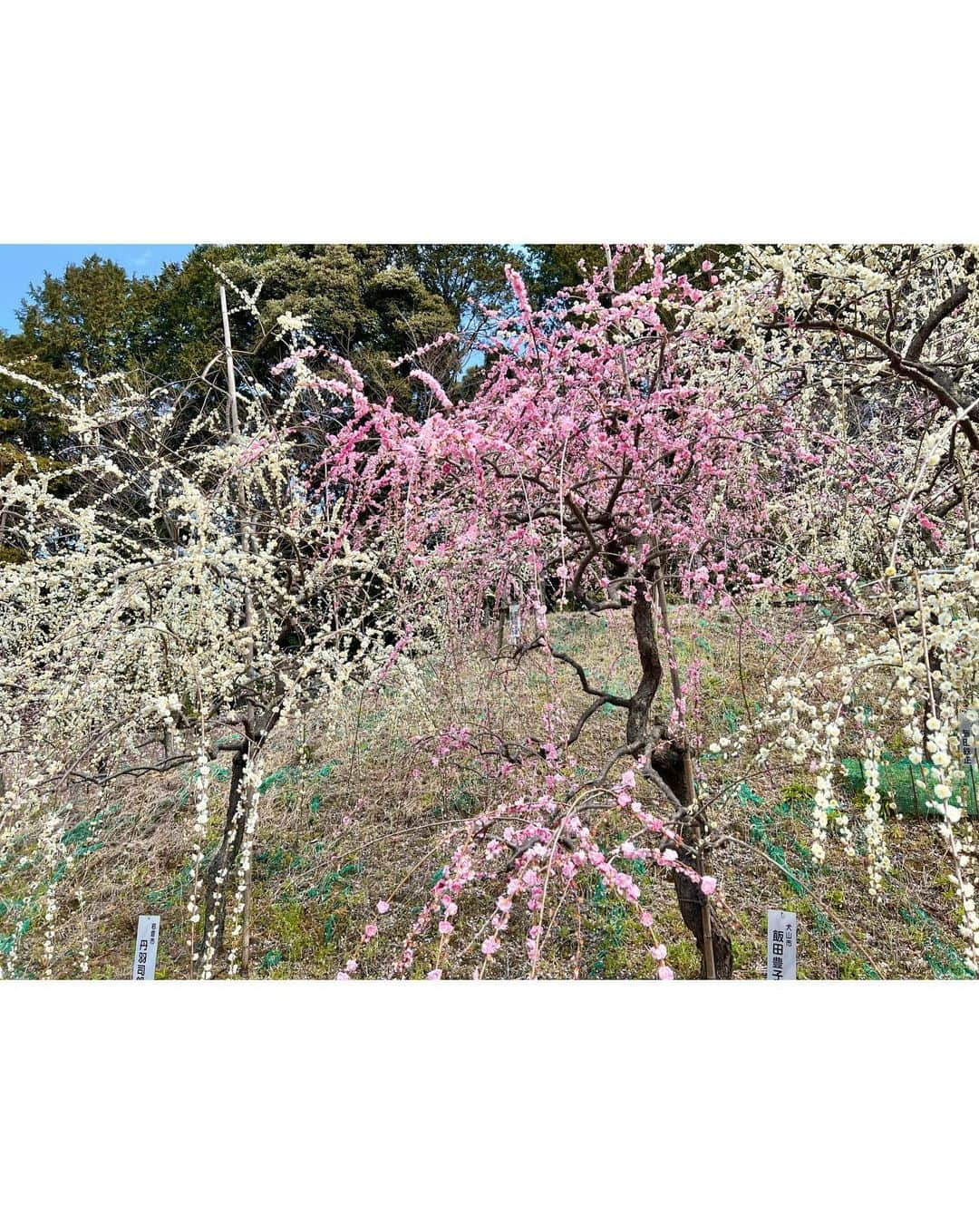 沢井里奈さんのインスタグラム写真 - (沢井里奈Instagram)「⠀ ⠀ 大縣神社の梅まつり🌸🌿 とっても綺麗で癒されました🥺💕💕 　 　 #大縣神社 #梅まつり #さわー神社巡り」3月20日 19時17分 - sawairina