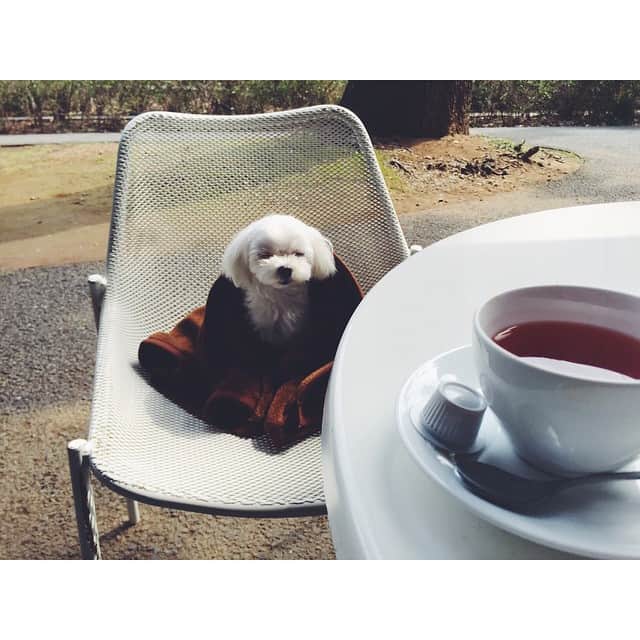 篠田麻里子さんのインスタグラム写真 - (篠田麻里子Instagram)「🐶✨#愛犬 #うたた寝 #ママがお茶してるから私は昼寝よ🐶💕」3月21日 11時59分 - shinodamariko3