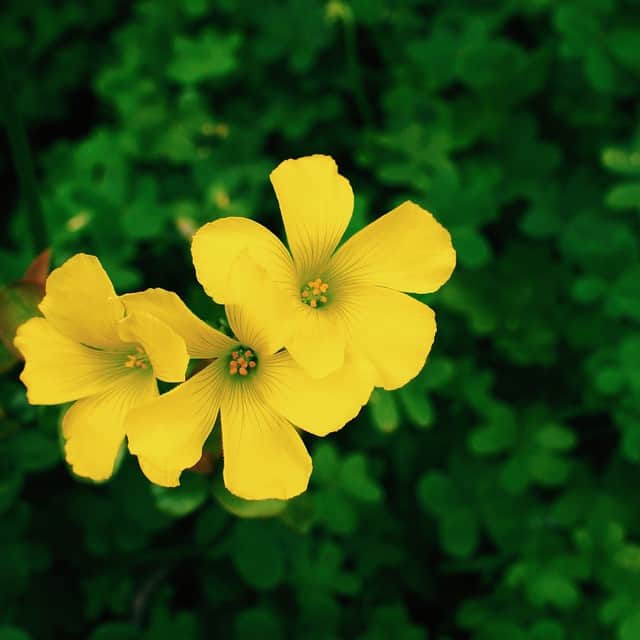 長澤ゆきのインスタグラム：「道端に咲いていた綺麗な黄色いカタバミというお花🌼花言葉は「輝く心」。私もピカピカに心を磨かないと…おやすみなさい😊✨」