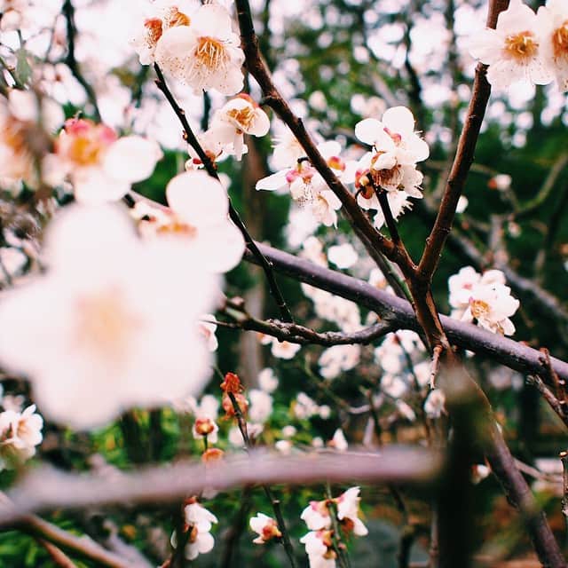 長澤ゆきのインスタグラム：「桜も開花しましたがこちらは梅です🌸 #池上梅園 #梅 #香りが👍」