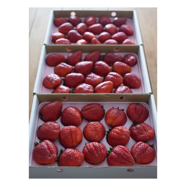 高垣麗子さんのインスタグラム写真 - (高垣麗子Instagram)「ファンの方にいただいた立派ないちご⤴︎⤴︎⤴︎ 大粒だと甘くないのでは...と思ってしまいがちだけど、すごく甘くて幸せでした☺︎♪ ありがとうございます♡  #いちご #苺 #イチゴ」3月25日 11時48分 - reikotakagaki