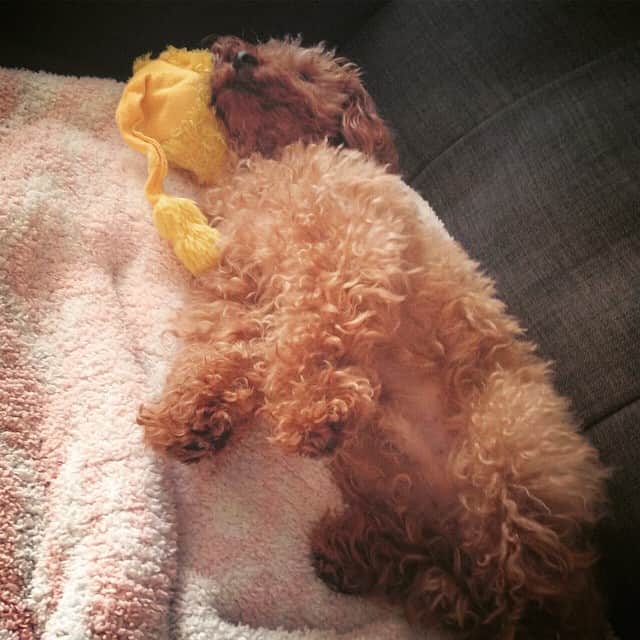 田中ハルのインスタグラム：「😪#dog#toypoodle #犬#トイプードル」