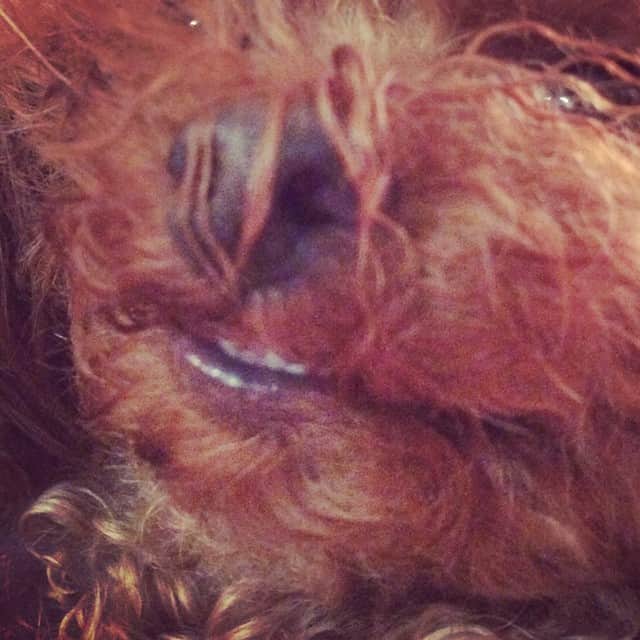 田中ハルのインスタグラム：「笑ってる…。歯出てる…。鼻に毛がかかってる…。#dog#toypoodle#犬#トイプードル」