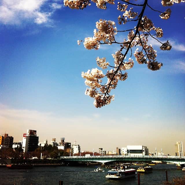 稲葉剛さんのインスタグラム写真 - (稲葉剛Instagram)「今日は、サロンのお客さんたちとともに、もやいのお墓のある光照院（台東区清川）にお参り。そのあと、桜を見ながら隅田公園を歩いています。」3月28日 13時41分 - inabatsuyoshi