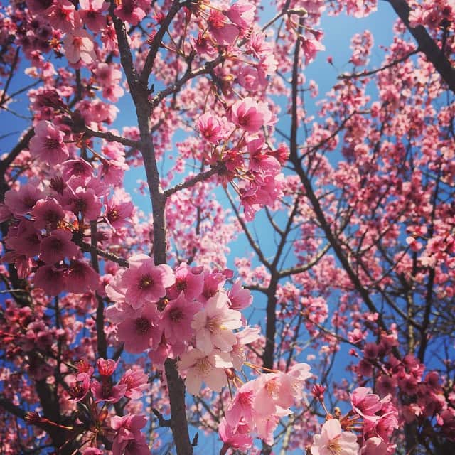 武田訓佳さんのインスタグラム写真 - (武田訓佳Instagram)「きれいな色。  明日はいよいよすまたん5周年ライブの日。 ドキドキするなぁ♡ でもとっても楽しみです(๑′ᴗ‵๑) 一緒に盛り上がりましょう♪♪♪」3月28日 18時57分 - kunika0117