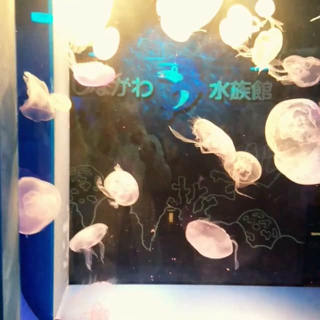 ぽむぽむユウリのインスタグラム：「#うみのなか #クラゲ」