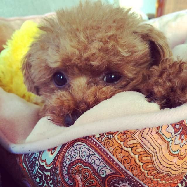 田中ハルさんのインスタグラム写真 - (田中ハルInstagram)「おはよー#dog#toypoodle#犬#トイプードル#田中ハル」4月28日 0時15分 - harutanaka2011