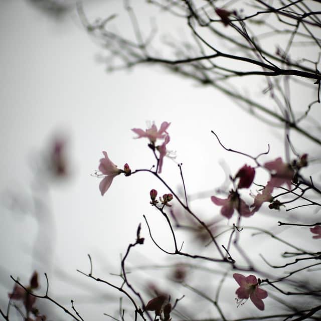 ペ・ヨンジュンさんのインスタグラム写真 - (ペ・ヨンジュンInstagram)「Spring~#Royal_azalea」4月24日 9時10分 - yongjoon_bae
