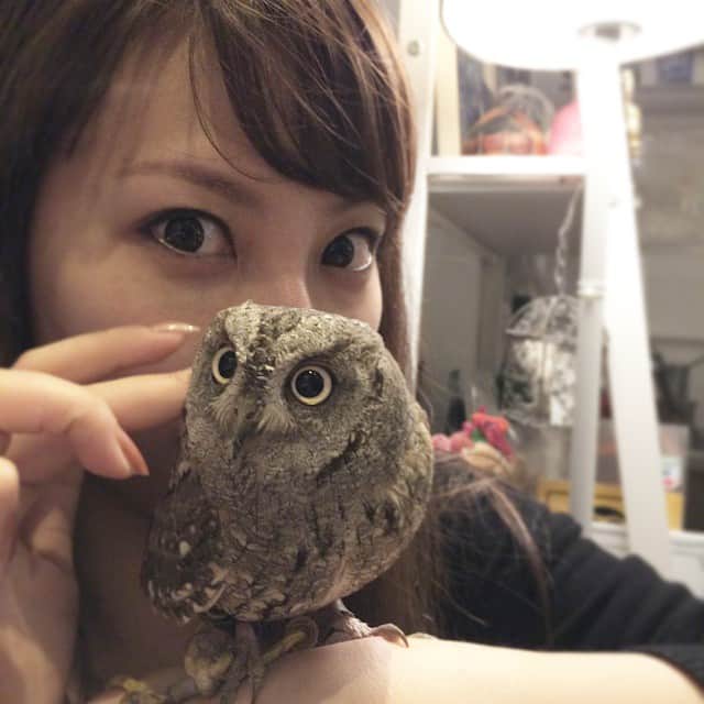 相沢あいさんのインスタグラム写真 - (相沢あいInstagram)「フクロウのみせには、大きいフクロウも小さいフクロウもいる。外国人観光客も多くて、みんなとにかく嬉しそうだった(私を含め！) #owl #フクロウ」4月24日 20時58分 - aizawaai