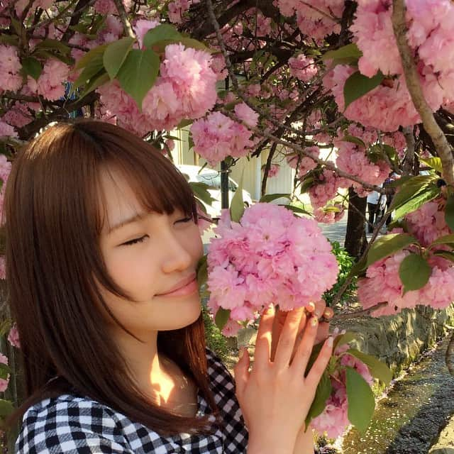 夏希リラのインスタグラム：「八重桜」