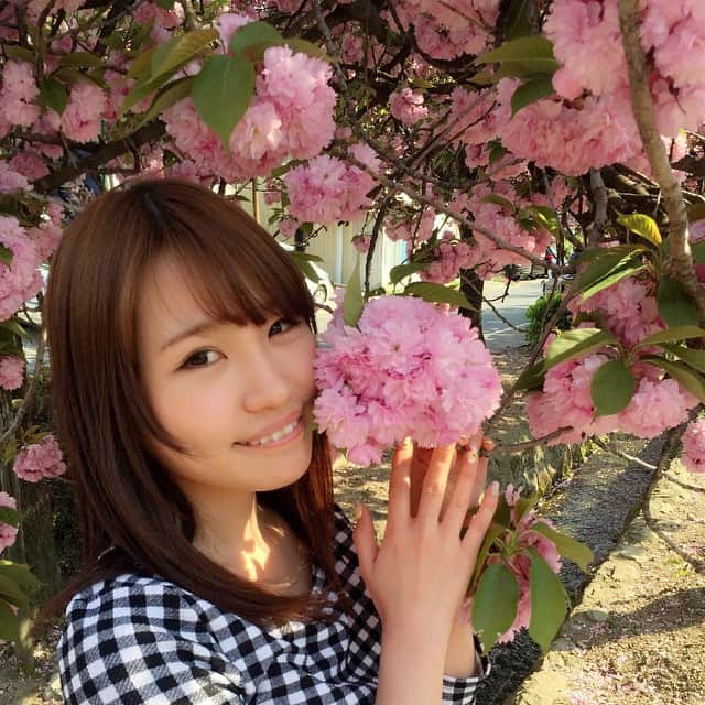 夏希リラのインスタグラム：「八重桜」