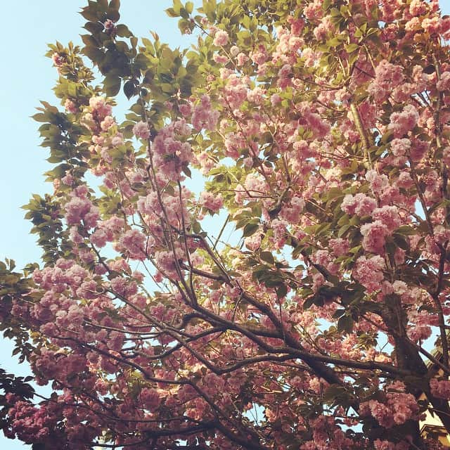 高橋リタさんのインスタグラム写真 - (高橋リタInstagram)「#八重桜🌸 #シアワセの記憶💓」4月26日 11時35分 - jojopon