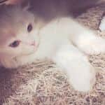 ソユのインスタグラム