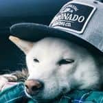 Tofu The Shiba